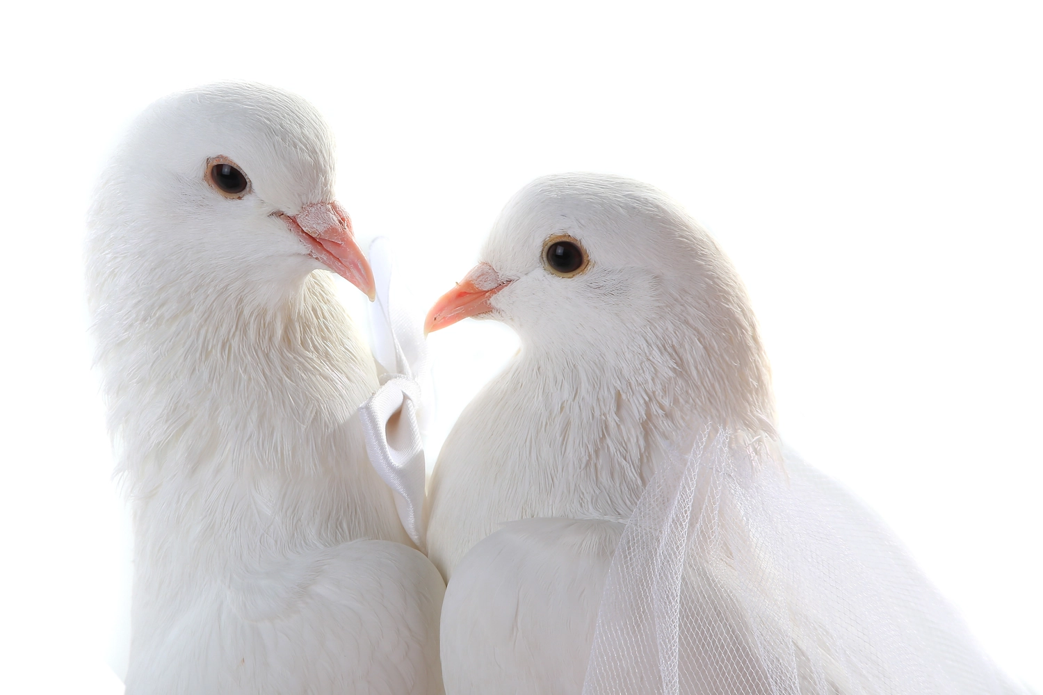 fríeco prílesophiert - Theaterpädagogin - zwei weiße Tauben