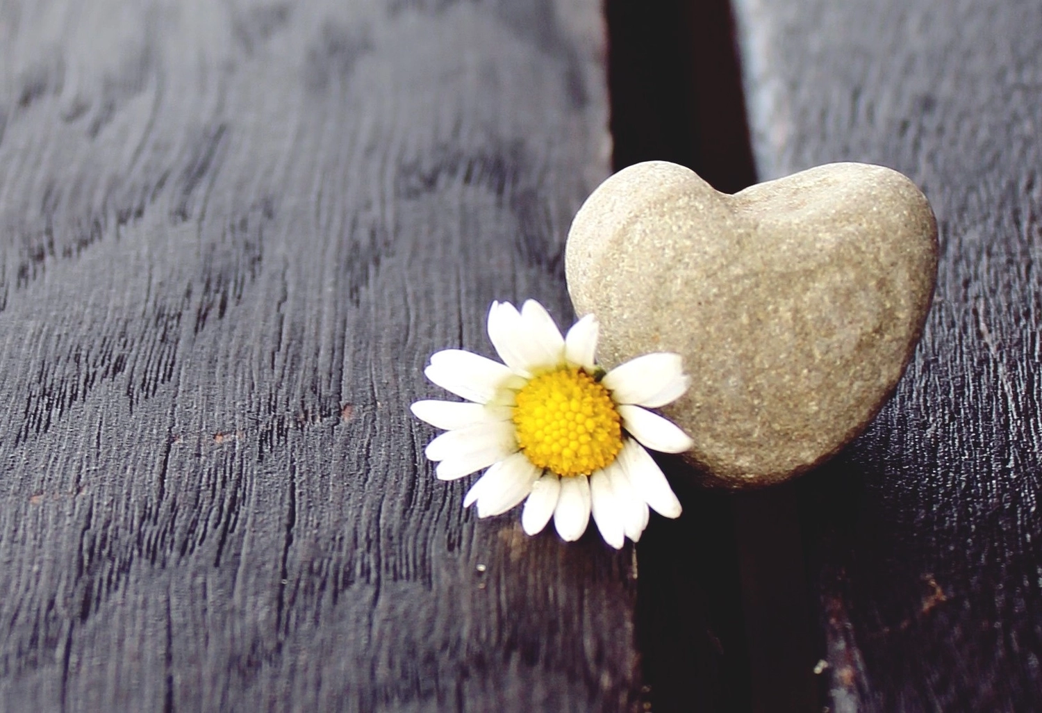 fríeco prílesophiert – Coach, Künstlerin – ein Gänseblümchen und ein herzförmiger Stein auf einer dunklen Holzoberfläche.