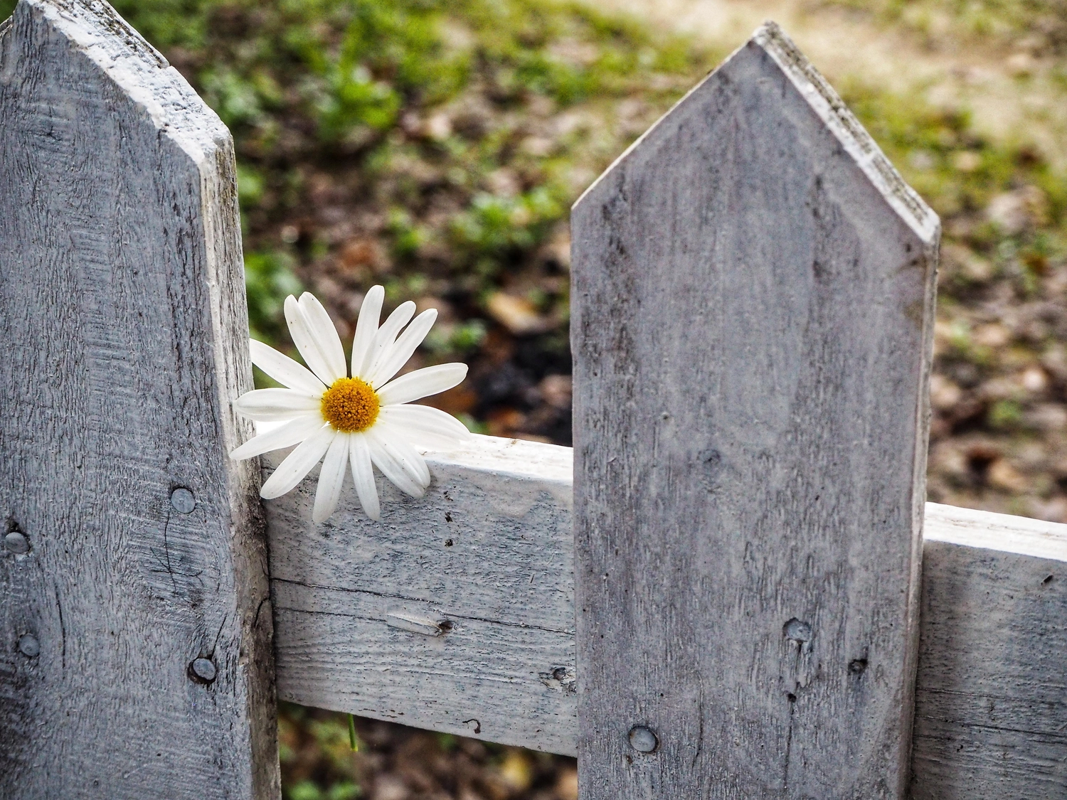 fríeco prílesophiert – Coach, Künstlerin – eine weiße Gänseblümchenblume, die durch einen verwitterten Holzzaun wächst.