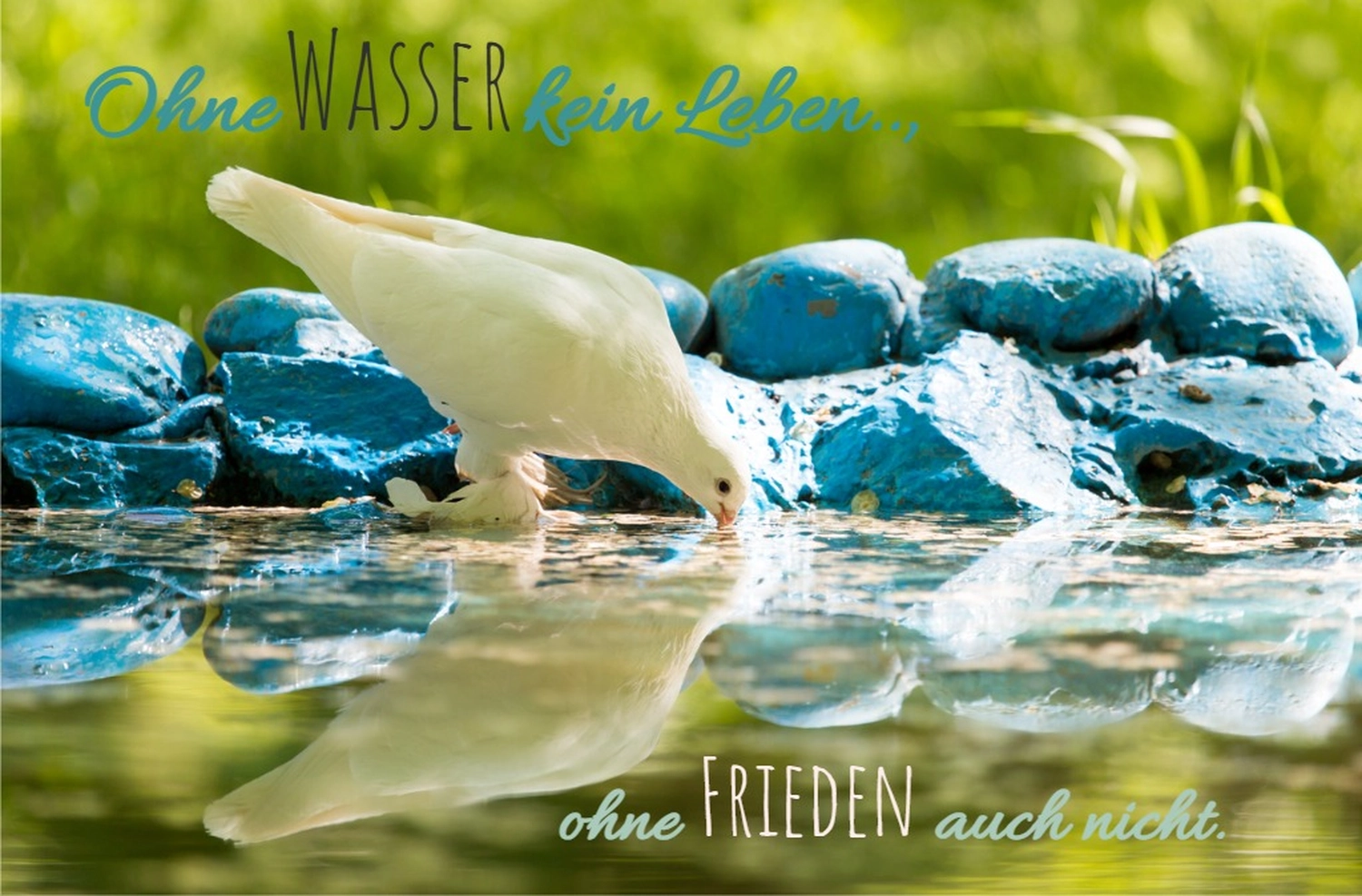 fríeco prílesophiert - Theaterpädagogin - Taube trinkt Wasser aus dem Teich